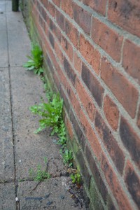 In the spring even the weeds are pretty.