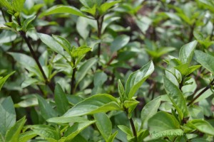 Only one of my Thia basil plants survived early summer rains.  This patch is beautiful.