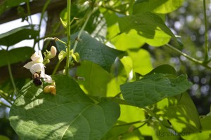 The entire Common Ground site is organic and literally buzzes with all sorts of insects and critters.