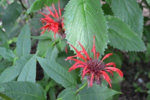 Sy loves the imperfect nature of bee balm so this photo was taken for him.