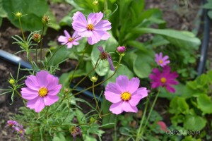 I find cosmos beautiful in all their many stages of life.