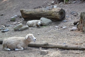 So what jokes do sheep tell each other hanging about the barnyard?  