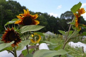 All different but still reaching for the sun.