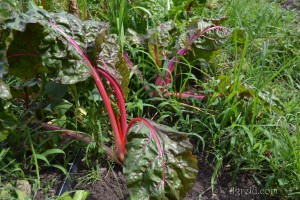 Seeing weeds in this garden makes me feel better about the ones in my own.