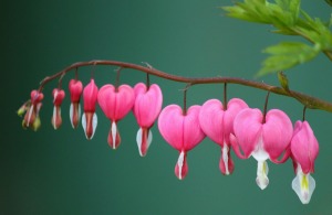 bleeding-heart-254010_1280