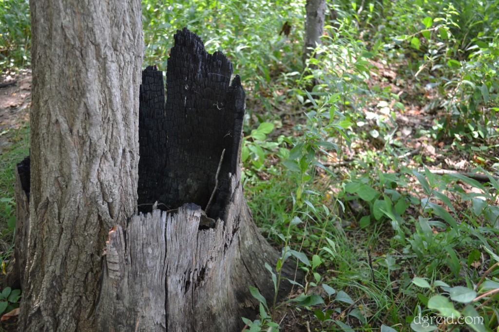 Nature and her mysterious ways.  Burn one tree down and it serves as fertilizer and protection for another.