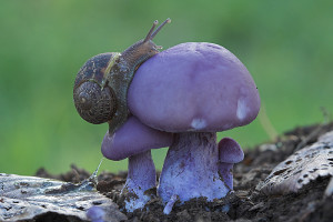 purple snail