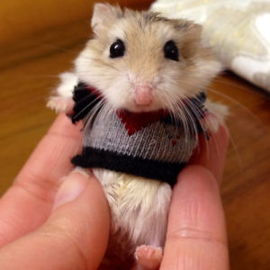 Somehow I don't think my mental hamsters are quite this stylish or adorable.